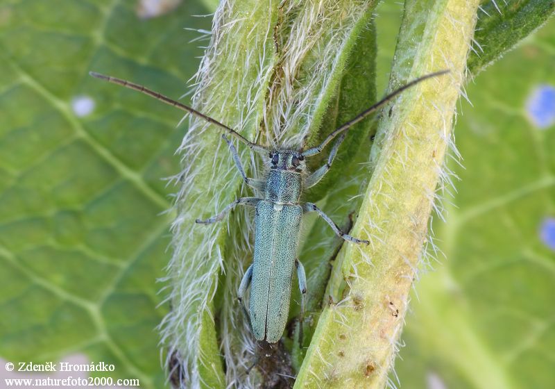 kozlíček, Opsilia coerulescens, Cerambycidae (Brouci, Coleoptera)